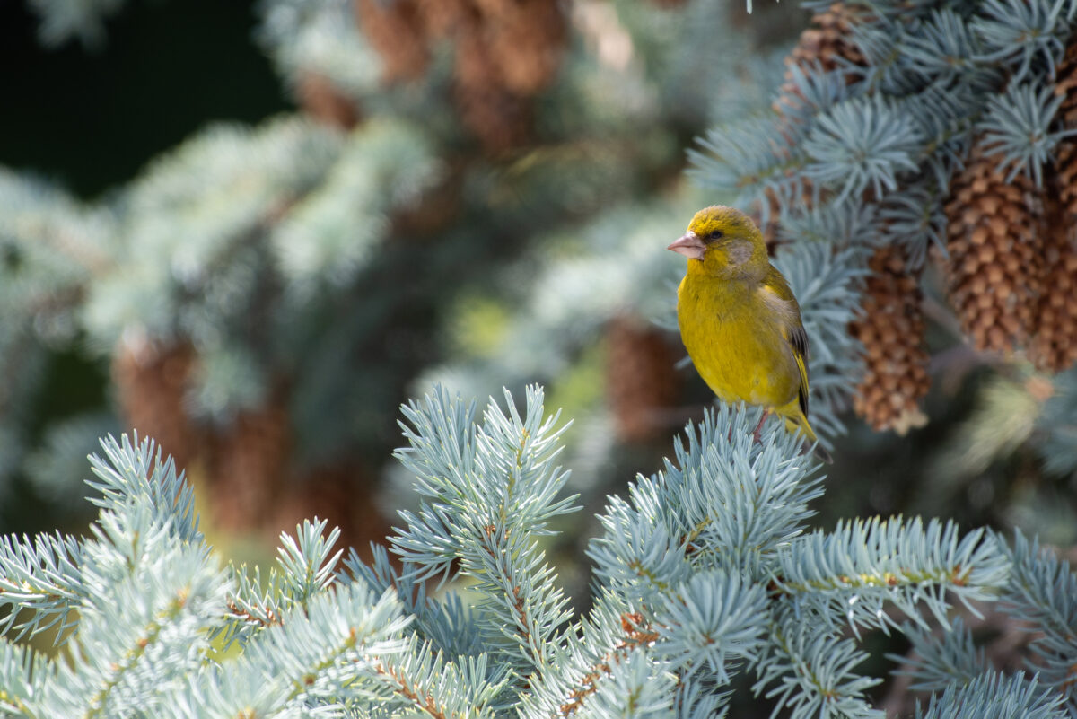 Nikon D810, 200.0-500.0 mm ƒ5.6, ISO 200, 1/500 s, 500 mm, ƒ5.6 ©2023 OLIVER HARTMANN